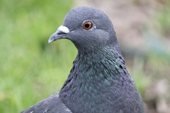 Columba livia domestica