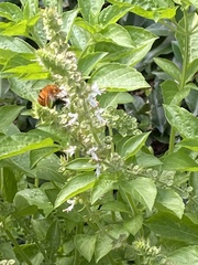 Amegilla bombiformis