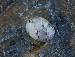 Nerita erythrostoma
