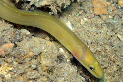Conger cinereus