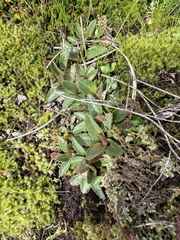 Micranthes integrifolia
