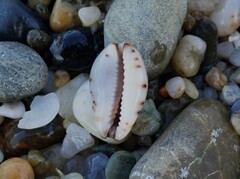 Purpuradusta gracilis