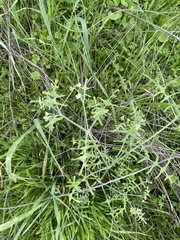 Pholistoma membranaceum