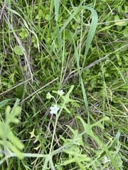 Pholistoma membranaceum