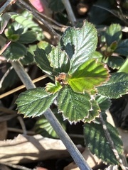 Cercocarpus betuloides