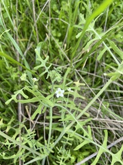 Pholistoma membranaceum