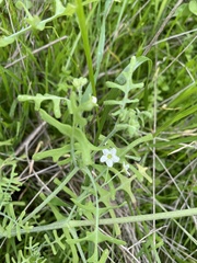 Pholistoma membranaceum