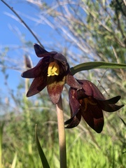 Fritillaria biflora