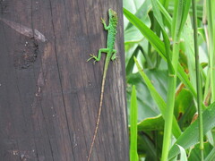 Anolis danieli