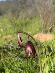 Fritillaria biflora