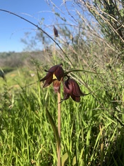 Fritillaria biflora