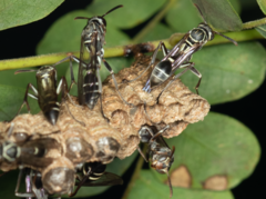 Mischocyttarus mexicanus