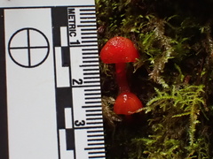 Hygrocybe minutula