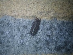 Porcellio spinicornis