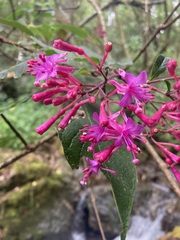 Fuchsia paniculata