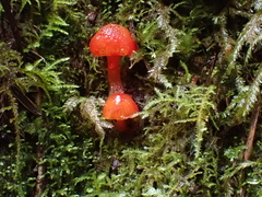 Hygrocybe minutula