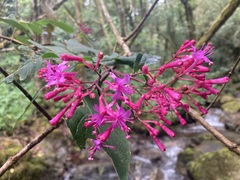 Fuchsia paniculata