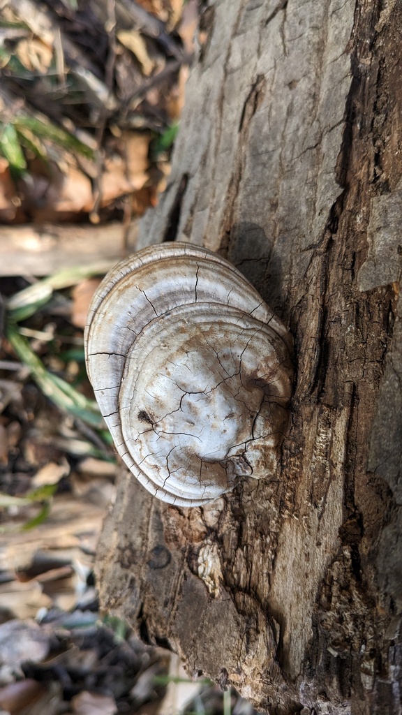 Ganoderma applanatum · February 2023 · photo: © atsushi_nakajima_cirque (iNaturalist, cc-by)