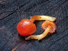 Hygrocybe minutula