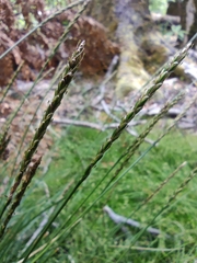 Carex delacosta
