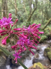 Fuchsia paniculata