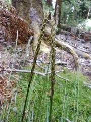 Carex delacosta
