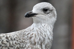 Larus argentatus