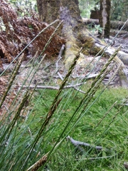 Carex delacosta