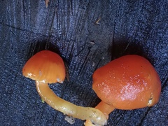 Hygrocybe minutula