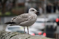 Larus argentatus