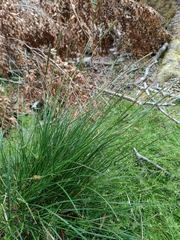 Carex delacosta