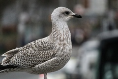 Larus argentatus
