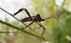 Acanthocephala declivis