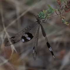 Glenoleon pulchellus