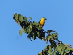 Gymnomystax mexicanus