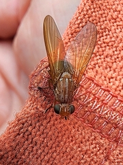 Meiosimyza appula