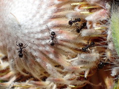 Myrmicaria nigra