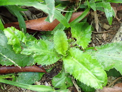 Eryngium foetidum
