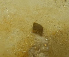 Pagurus acadianus