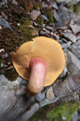 Xerocomus rufostipitatus
