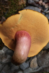 Xerocomus rufostipitatus