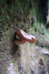 Xerocomus rufostipitatus