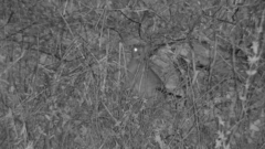 Sylvilagus floridanus