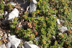 Teucrium pyrenaicum