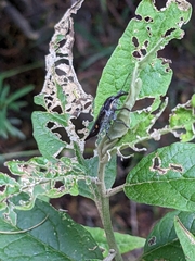 Rhinotia bidentata