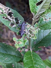 Rhinotia bidentata