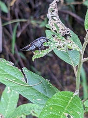 Rhinotia bidentata