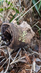 Chlorosplenium chlora