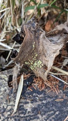 Chlorosplenium chlora