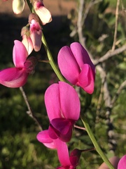 Lathyrus vestitus alefeldii